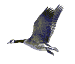 goose1.gif